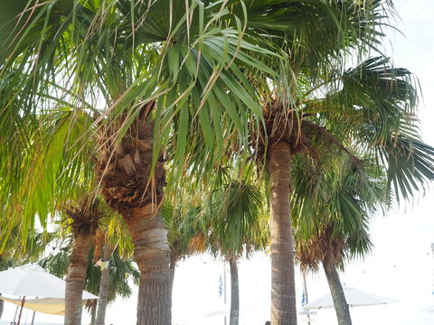 Phoenix Palm Tree and Blue Sky in Aoshima, Miyazaki, Japan