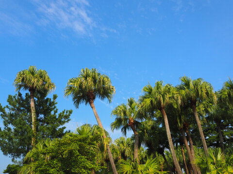 Phoenix Palm Tree and Blue Sky in Aoshima, Miyazaki, Japan