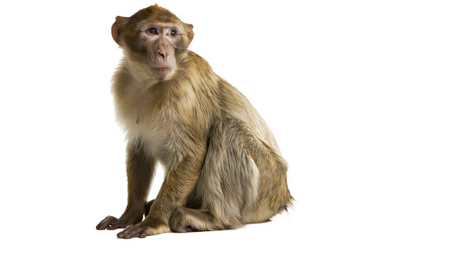 Barbary macaque monkey sitting attentively, isolated on transparent background