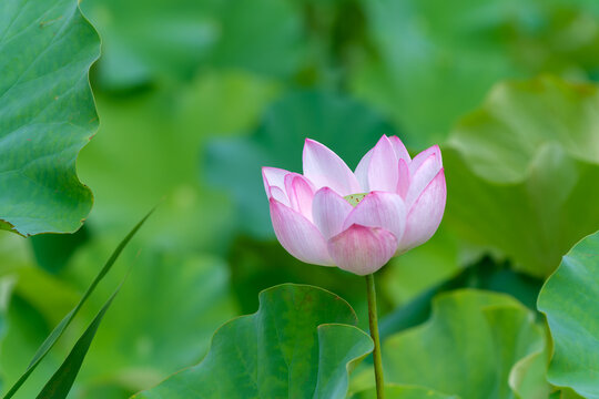 Beautiful pink lotus flower blooming over lush green leaves in pond during bright summer day