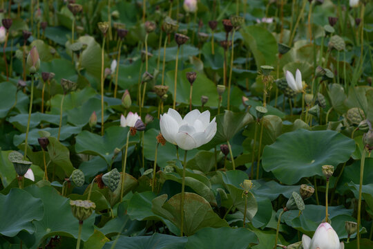 Beautiful white lotus flower blooming among lush green leaves and seed pods in Japanese pond nature background