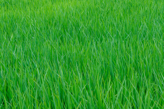 Full frame textured background of lush vibrant green rice paddy field growing in summer nature