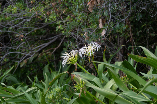 White crinum asiaticum poison bulb flowers blooming among lush green coastal plants in summer Japan