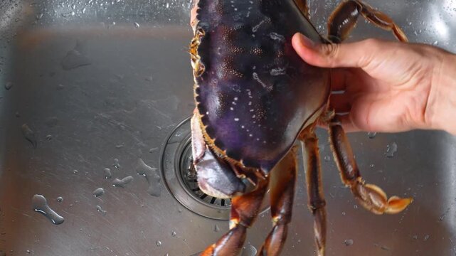 Hand holding purple crab over stainless steel sink. Human fingers grip shellfish shell above metal basin drain.