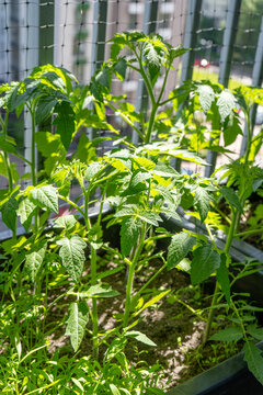Tomato Plants Growing in Pots on Apartment Balcony Garden