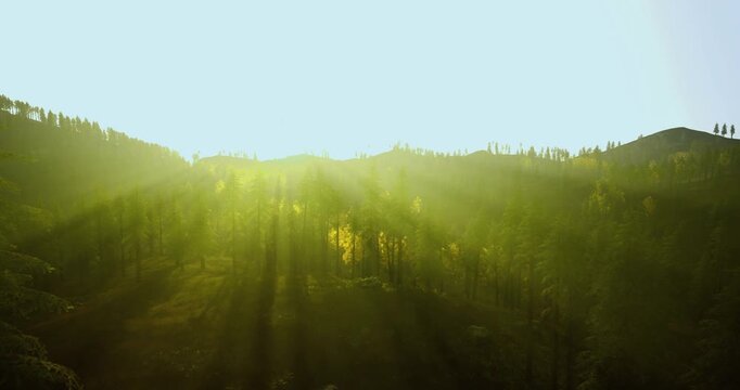 Dramatic sunbeams slicing through dense forest, strong shafts of light and deep shadows define rugged terrain as forest ranger imagines patrol route among mossy