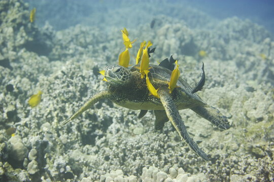 Green sea turtle being cleaned by fish above the reef near the coast of Hawaii
