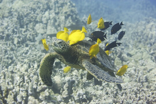 Green sea turtle being cleaned by fish above the reef near the coast of Hawaii