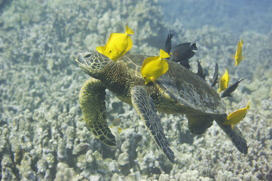 Green sea turtle being cleaned by fish above the reef near the coast of Hawaii