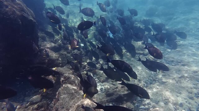 Underwater view of school of surgeonfish and sergeant major fish swimming near sea floor