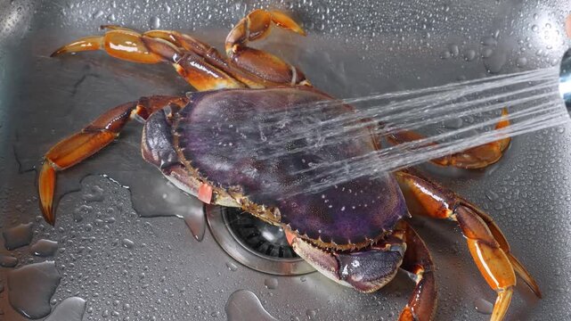 Water rinsing raw crab in metal basin. Spray stream washes seafood shell inside kitchen sink.