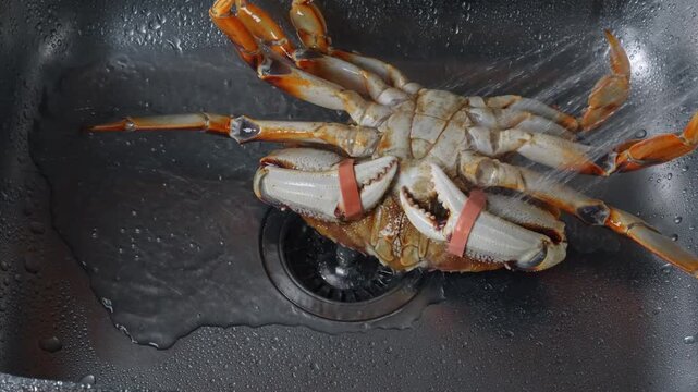 Upside down crab in metal sink under water spray. Stream washes belly and legs of raw shellfish in kitchen basin.