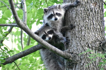 Two young raccoons clinging to a large tree trunk together, surrounded by bright green summer foliage. © Drai