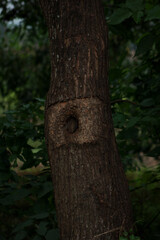 Obraz premium Close Up of a Tree Trunk with Natural Hollow Mark Surrounded by Green Forest Foliage