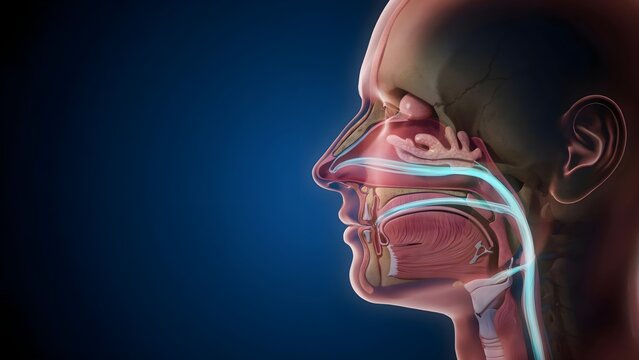 Detailed anatomical illustration of the human respiratory and upper digestive tracts