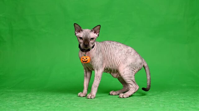 A playful Sphynx cat wearing a festive Halloween pumpkin charm collar on a bright green screen background. Perfect for compositing into various projects.