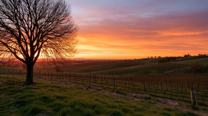 Fototapeta premium The Tree at Sunset Over Rolling Farmlands and Framing Fence Lines