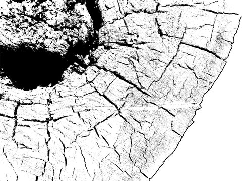 Detailed cracked tree trunk cross section with radial growth ring texture