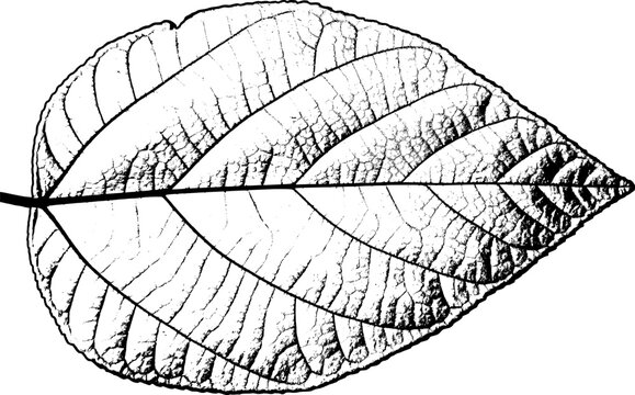 Detailed broad leaf skeleton with visible veins and central stem