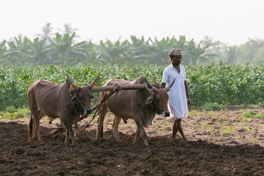 The Oxen and Farmer Walking Across a Plowed Field in Dawn Light