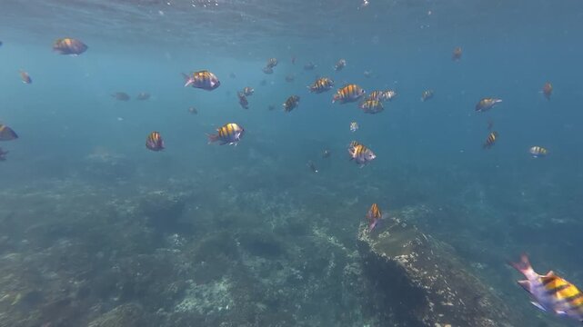 Sergeant major reef fish swimming in shallow water during snorkeling tour