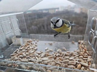 Naklejka premium Blue tit perches above sunflower seeds in clear feeder. Tiny bird with yellow breast and blue head. Feeder holds many seeds, open for birds. Natural background shows distant trees