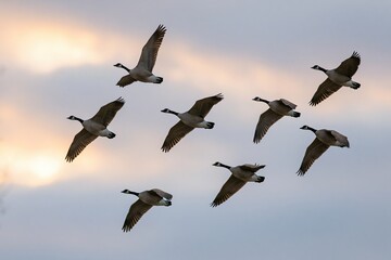 Obraz premium The Geese in Flight Across a Soft Sunset Sky Over Quiet Clouds