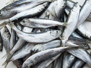 Obraz premium Frozen seafood anchovies and herring fish sprat on brick of ice and snow. Fresh deeply frozen organic small raw fish, shoaling fish of commercial importance as a food fish and as bait.