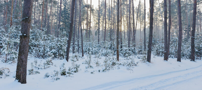 Winter pine forest with sunlight rays through snowy trees