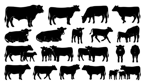 Hand Drawn Black Angus Cattle Silhouette Collection with Bull Cow Calf and Farm Animal Poses