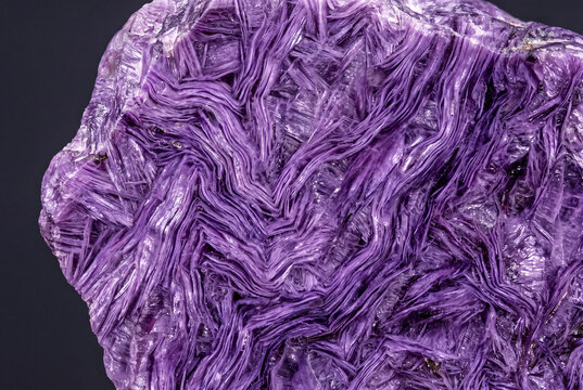 Charoite metamorphic rock macro with vibrant purple swirling fibrous patterns on solid charcoal background