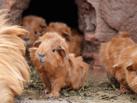 Guinea Pigs in Peru