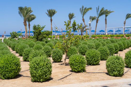 Scenic tropical garden landscape featuring rows of neatly trimmed spherical green shrubs under clear blue sky with tall palm trees and seaside umbrellas in background