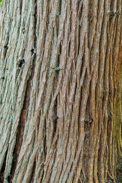 tree bark texture
