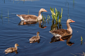 Four geese glide through calm, dark waters © J.Moreno