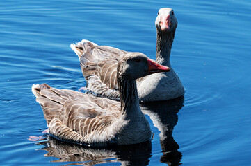 Two geese glide calmly on deep blue water © J.Moreno