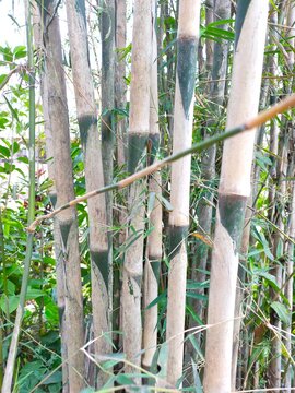 A dense thicket of pale bamboo stalks with green nodes grows vertically among lush foliage in natural daylight.