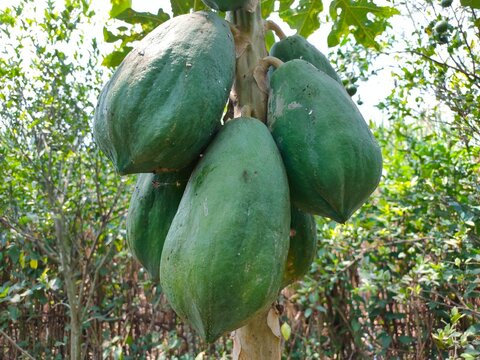 A close-up shot shows a cluster of large, green, unripe papayas growing together on a tree stem outdoors.