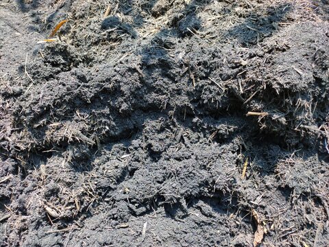 A pile of grey sugarcane bagasse ash from a sugar mill.