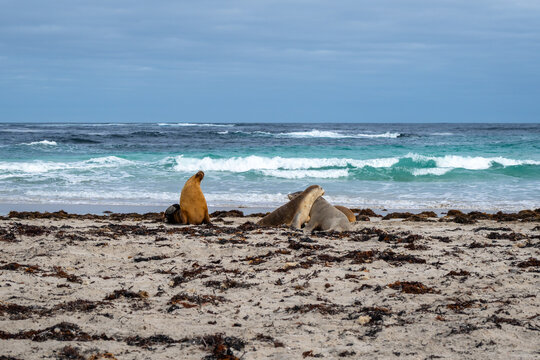 Sea lions resting on sandy beach at Seal Bay, Kangaroo Island, Australia