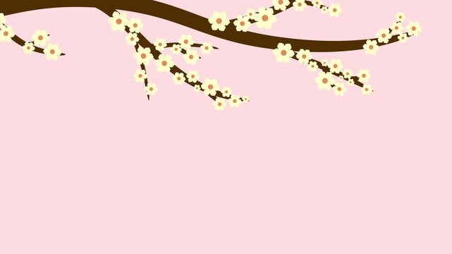 Animated cherry blossom branch growing from top on transparent background.