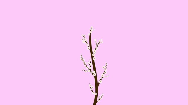 Vertical growing sakura branch with white blooming flowers on transparent background.