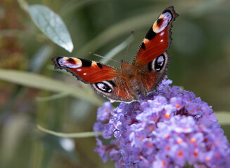 Insekten © Rüdiger