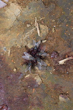 Top view of several flies gathering and feeding on organic waste on cracked dirt ground. Ideal for hygiene, pest control, sanitation, biology, and nature concepts.