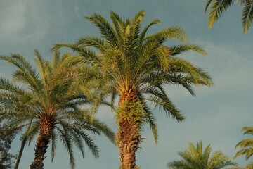 palm trees against the blue sky © Morgan