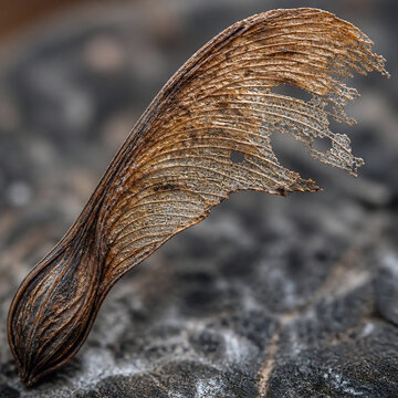 Ultra macro of a weathered maple seed with a brittle frayed wing