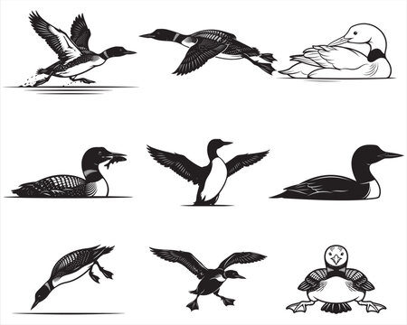 Loon Bird Common Loon Waterfowl Vector Illustrations Set with Flying Swimming Diving Loon Silhouette and Line Art Icons