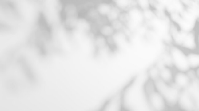 Soft gobo light with a blurred foliage shadow on a white wall background. Abstract dappled sunlight with leaf texture.