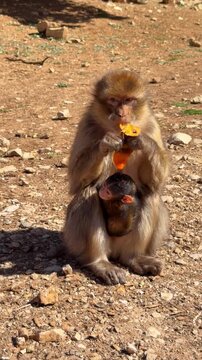 A wild mother macaque monkey sits on ground eating an orange slice while her tiny infant baby clings tightly to her chest, heartwarming maternal care, natural animal bond, family life.