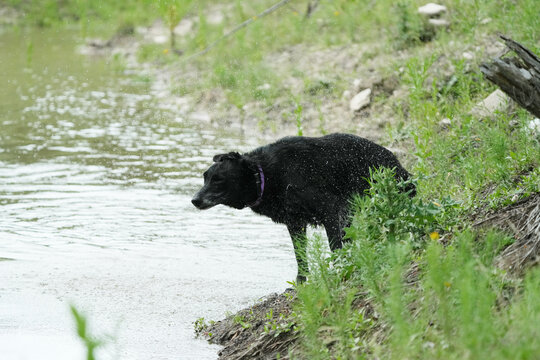 Black farm dog shaking off water by a pond on a farm